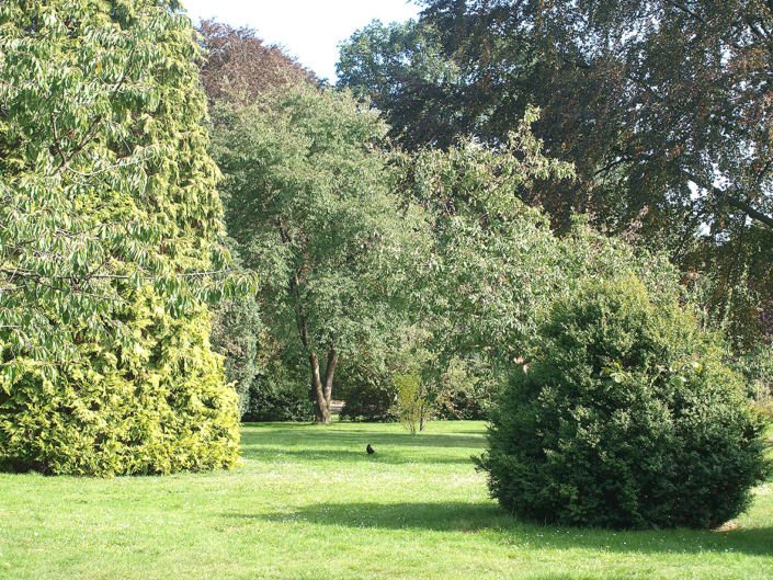 Ein Park mit grünen Bäumen und Sträuchern.