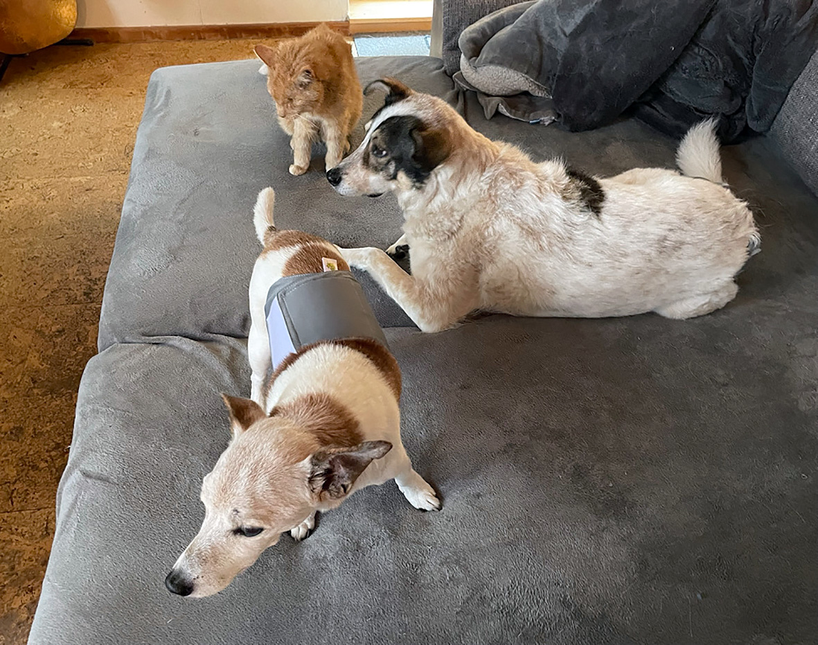 Zwei Hunde und eine Katze auf einer Couch.